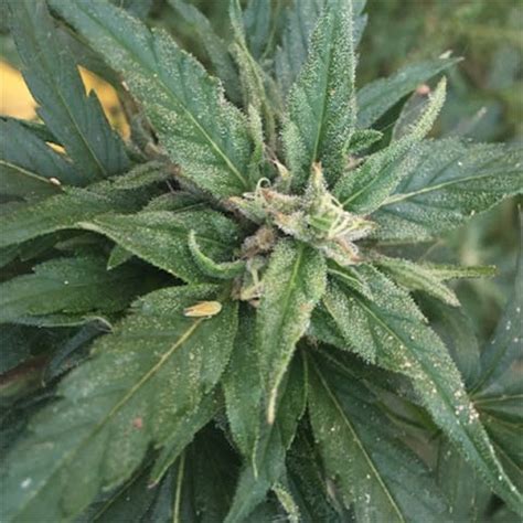 The <b>strain</b> thrives in warmer environments around 70-79 degrees Fahrenheit and flowers in 8-9 weeks. . Lato 95 strain leafly